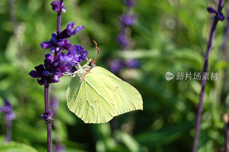 布林斯通 · 戈内普特瑞克斯 · 拉姆尼